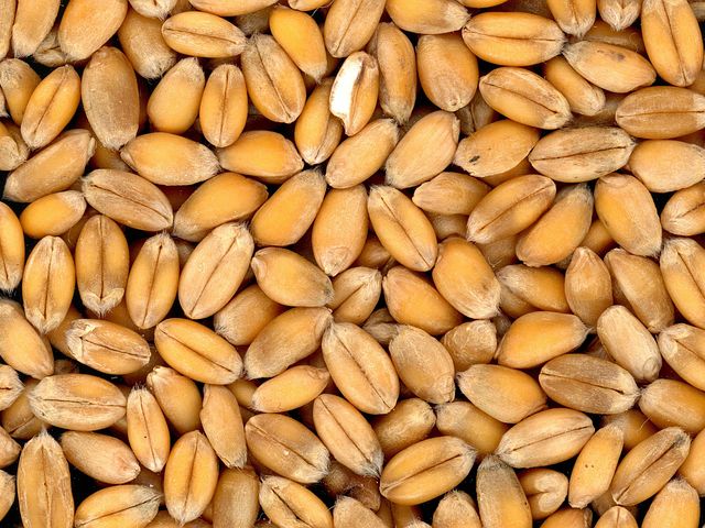 Различия и сходства твердой и мягкой пшеницы